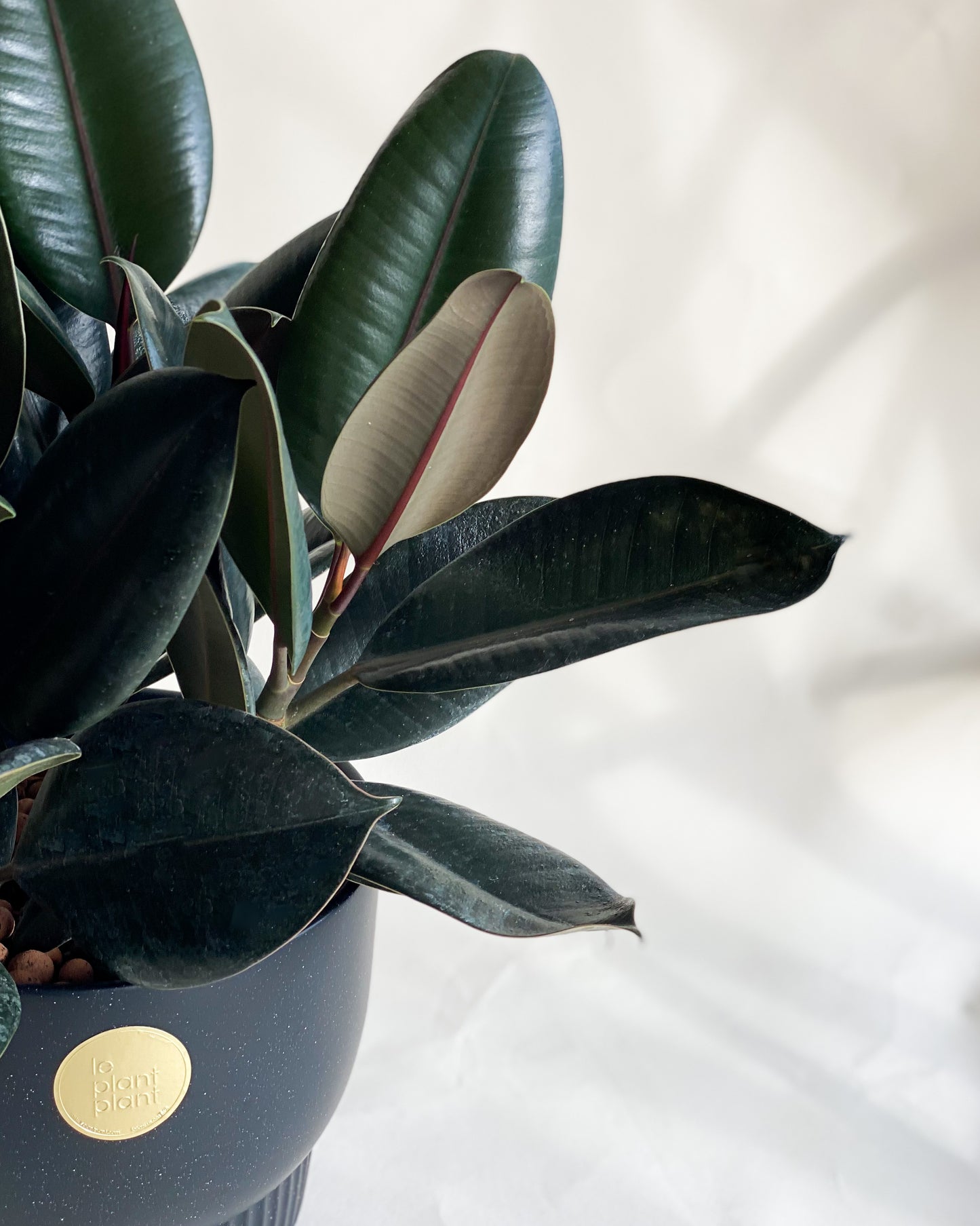 Rubber Plant styled with Black Luna Planter