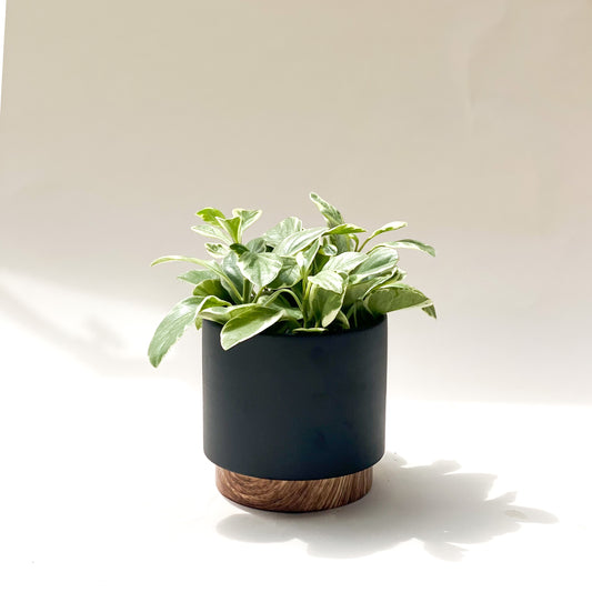 Peperomia Obtusifolia Variegata styled with Black Planter