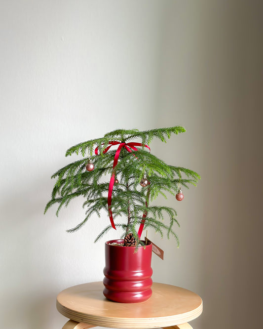 Norfolk Island Pine