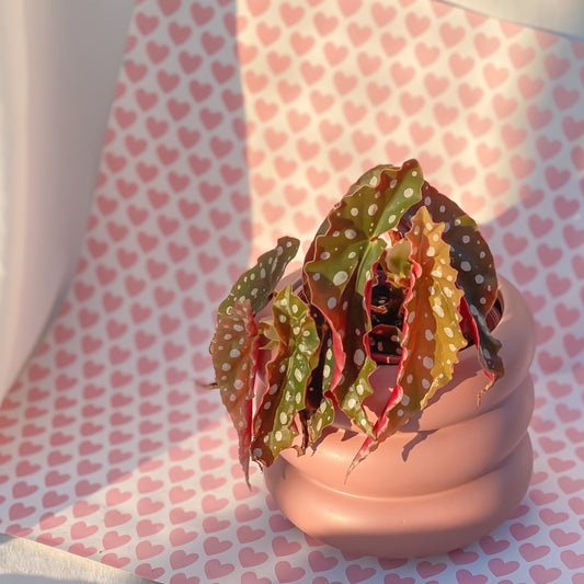 Begonia Maculata styled with Pink Wheeler Planter