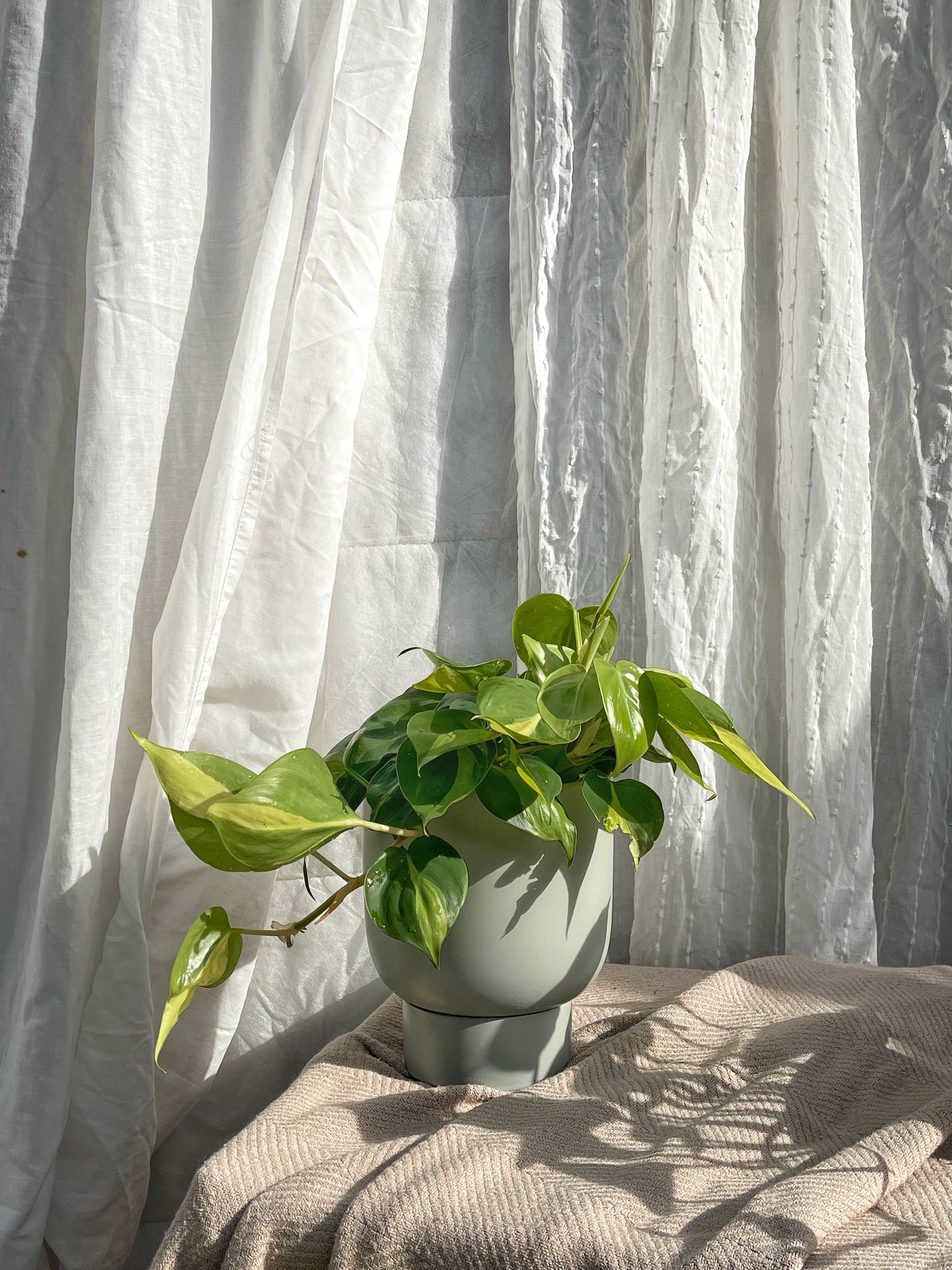 Philodendron scandens - Sweetheart Plant with Green U Planter