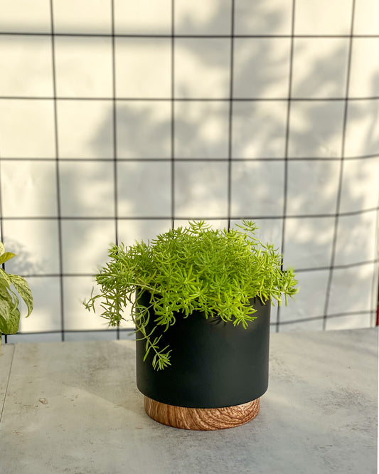 Sedum Lineare styled with Black Planter