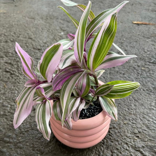 Tradescantia Nanouk styled in Pink Michelin Planter