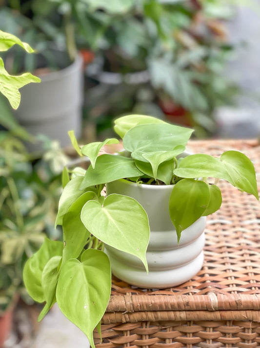 Philodendron Lemon Lime styled with Tin Planter