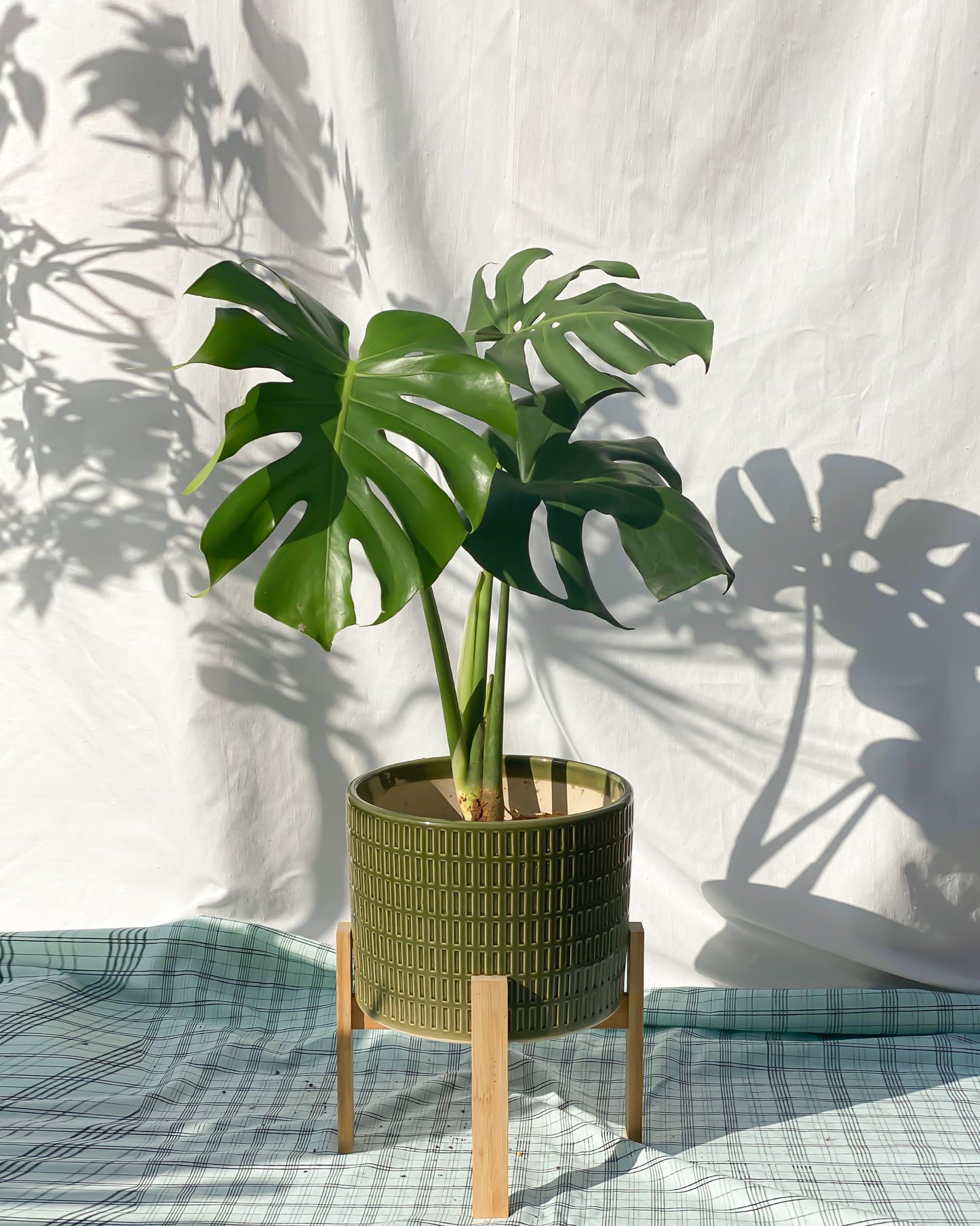 Monstera Delicosia styled with Plaid Planter with Wooden Stand (XL)