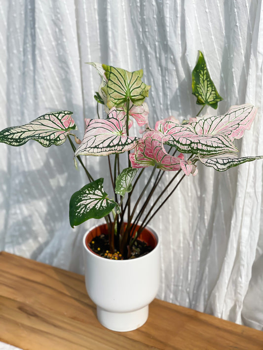 Caladium ‘Thai Beauty’ with White U Planter