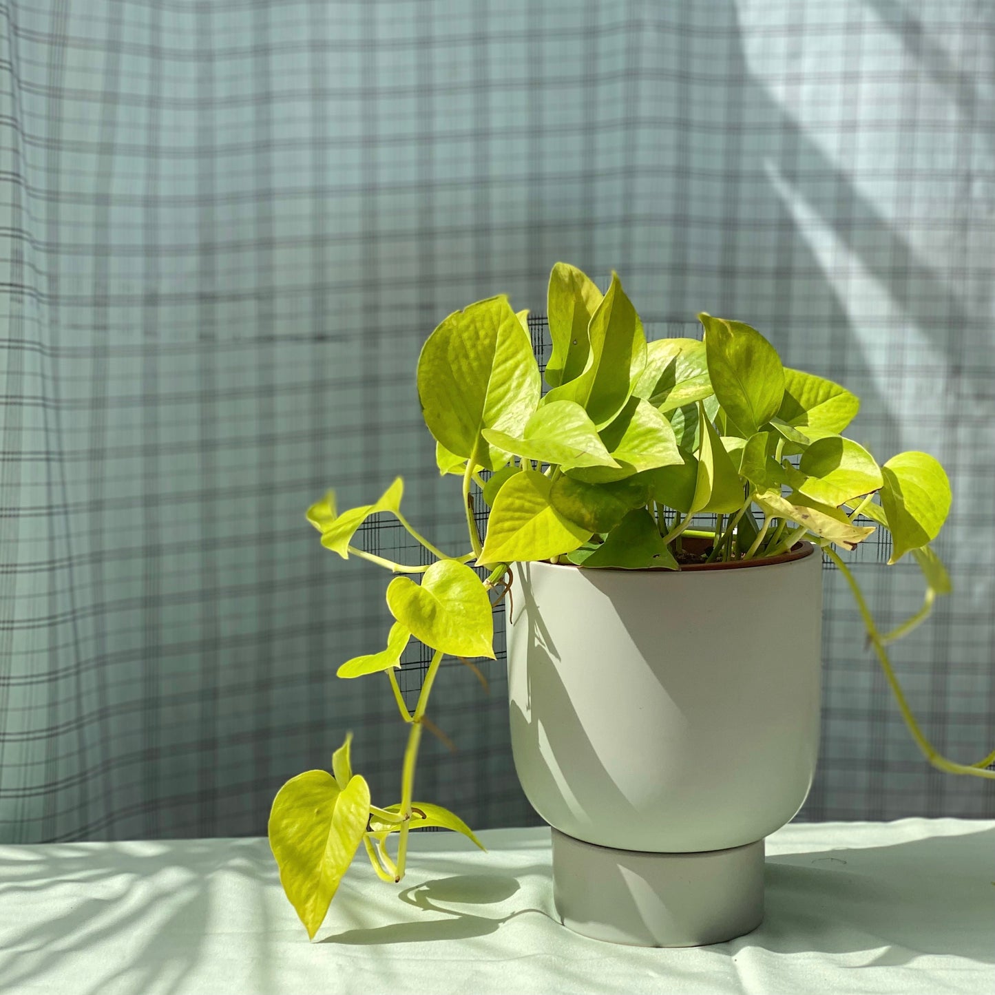 Neon Pothos styled in Green U Planter