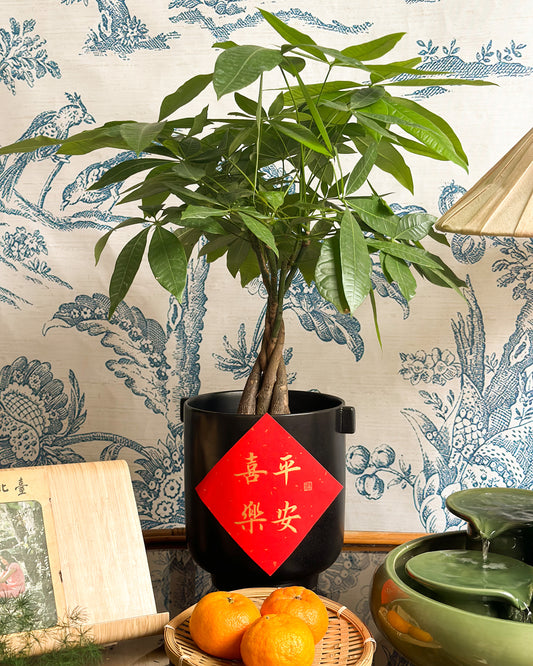 Pachira Fa Cai Shu 發財樹