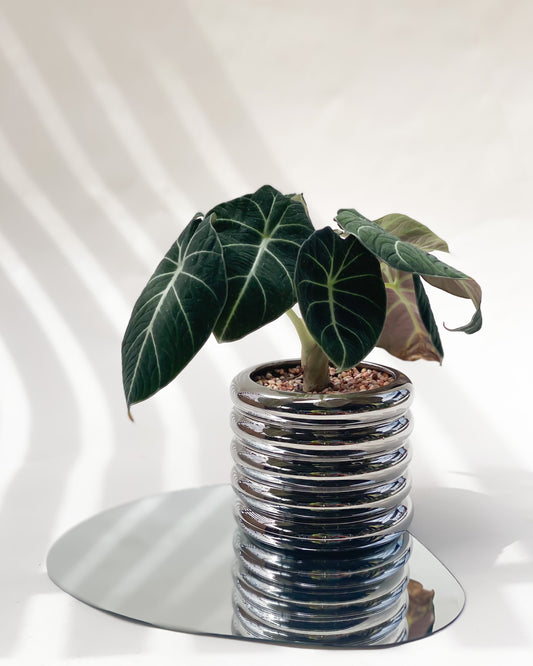 Alocasia Black Velvet styled with Metallic Michelin Planter