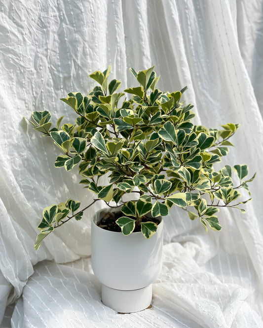 Ficus Triangularis styled with White U Planter