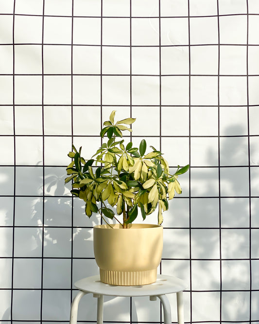 Dwarf Umbrella Tree Variegata styled with Yellow Luna Planter