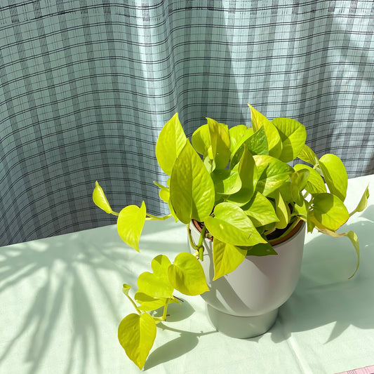 Neon Pothos styled in Green U Planter