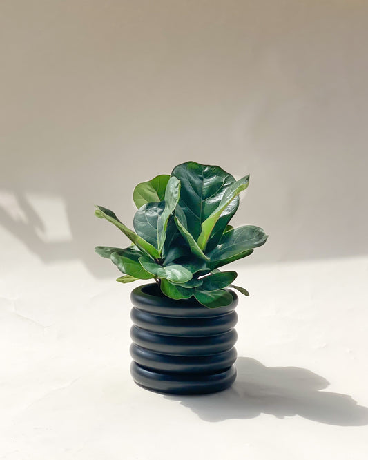 Ficus lyrata Bambino -styled with Michelin Planter