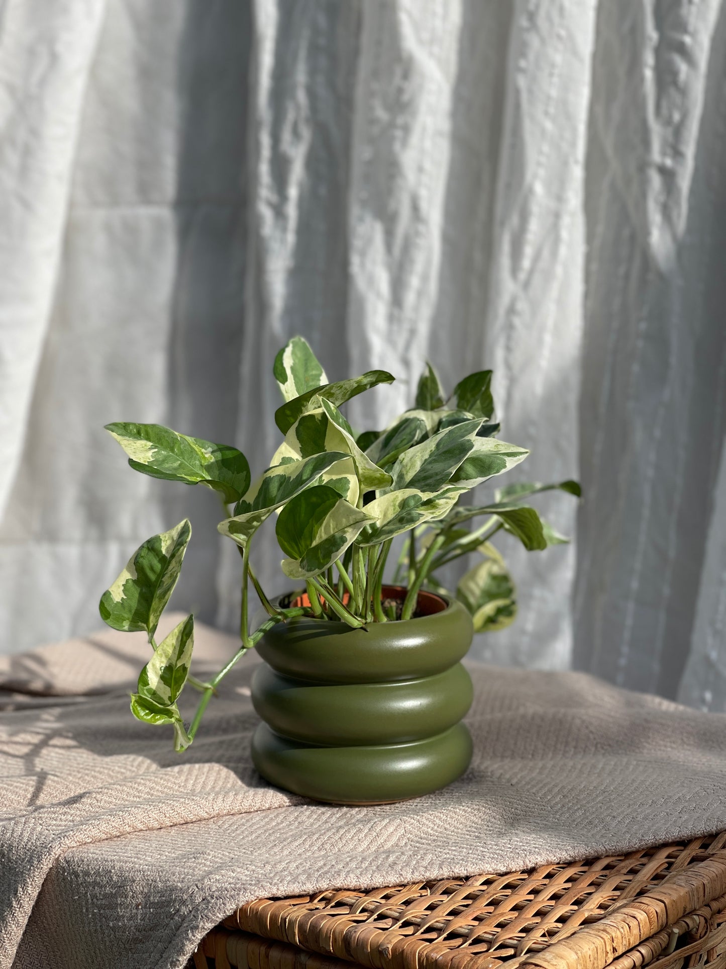 Njoy Pothos styled in Juniper Wheeler Planter