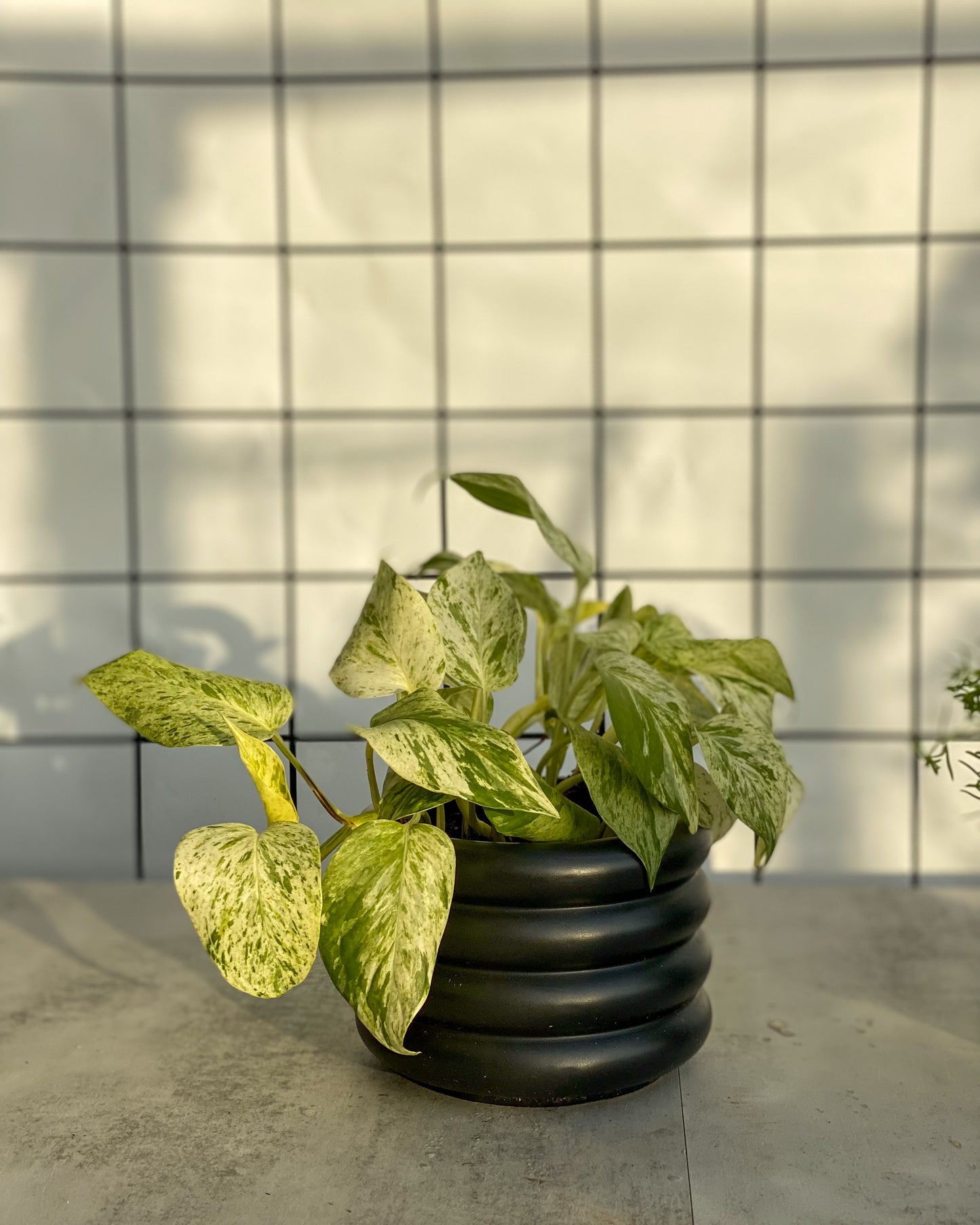 Marble Queen Pothos styled in Black Michelin Planter
