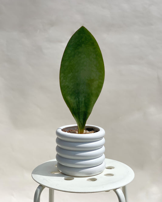 Whale fin sansevieria