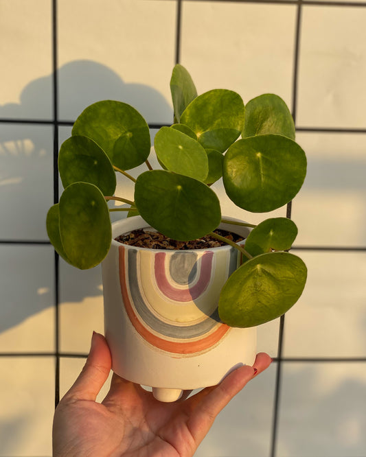 Pilea Peperomide styled with Rainbow Planter