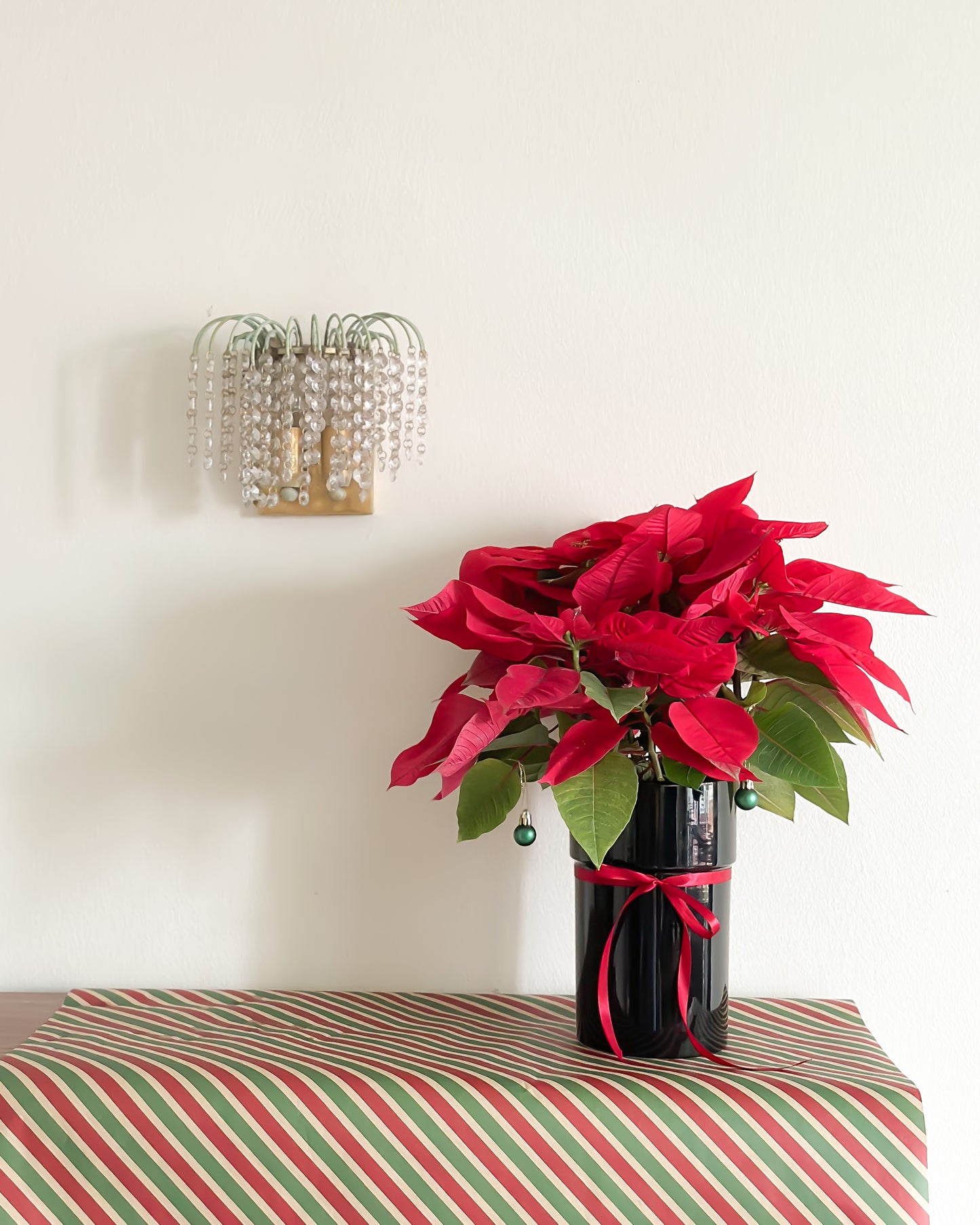 Red Poinsettia with Black Cylinder Pot