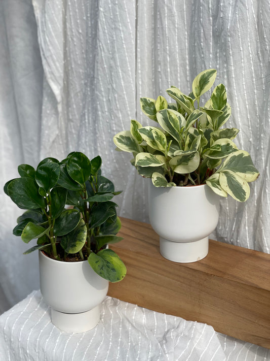 Peperomia Obstusifolia Marble styled with White U Planter