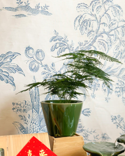 文竹Asparagus Fern style with Jade Planter
