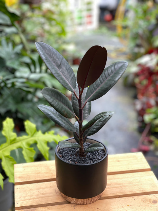 Rubber Plant styled with Black Wooden Planter