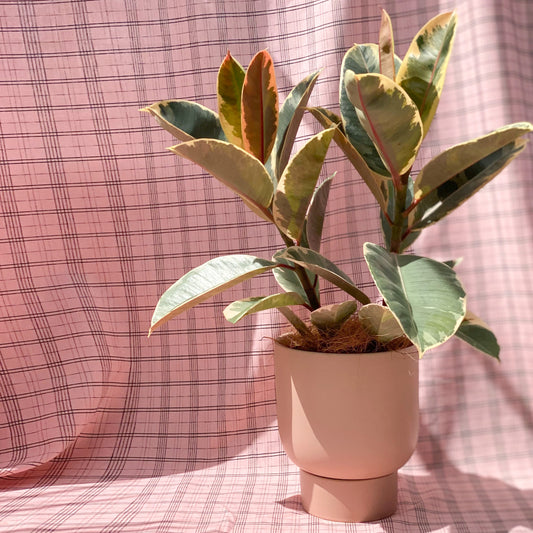 Ficus Elastica Ruby styled in Pink U Planter