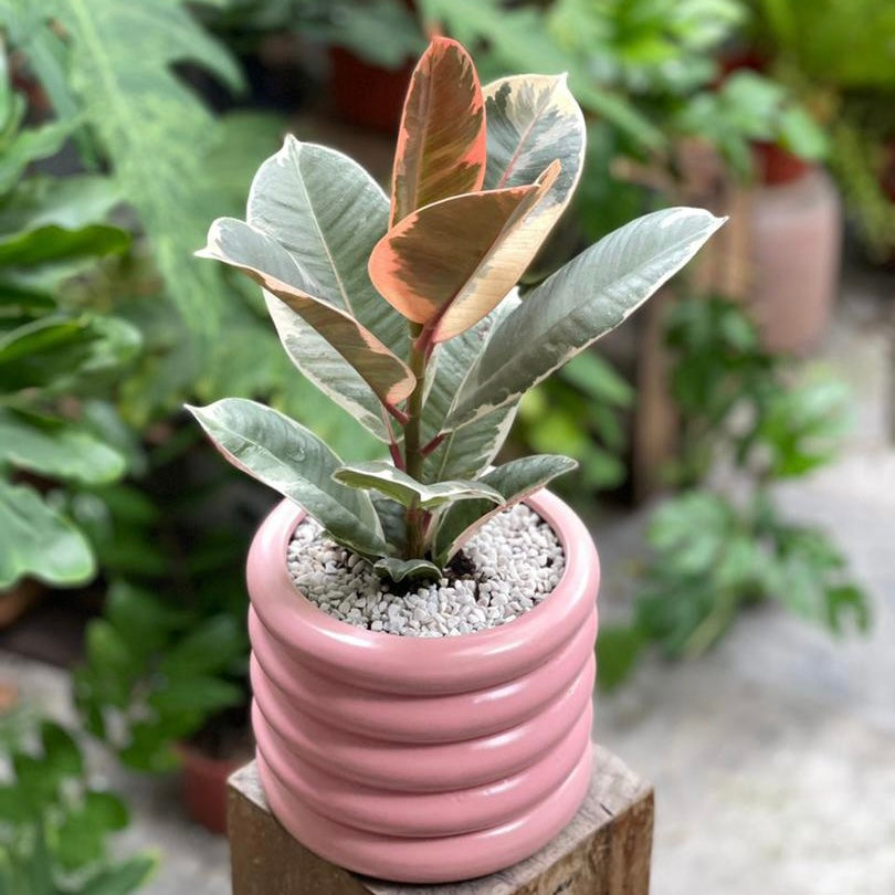 Ficus Elastica  styled in Michelin Planter