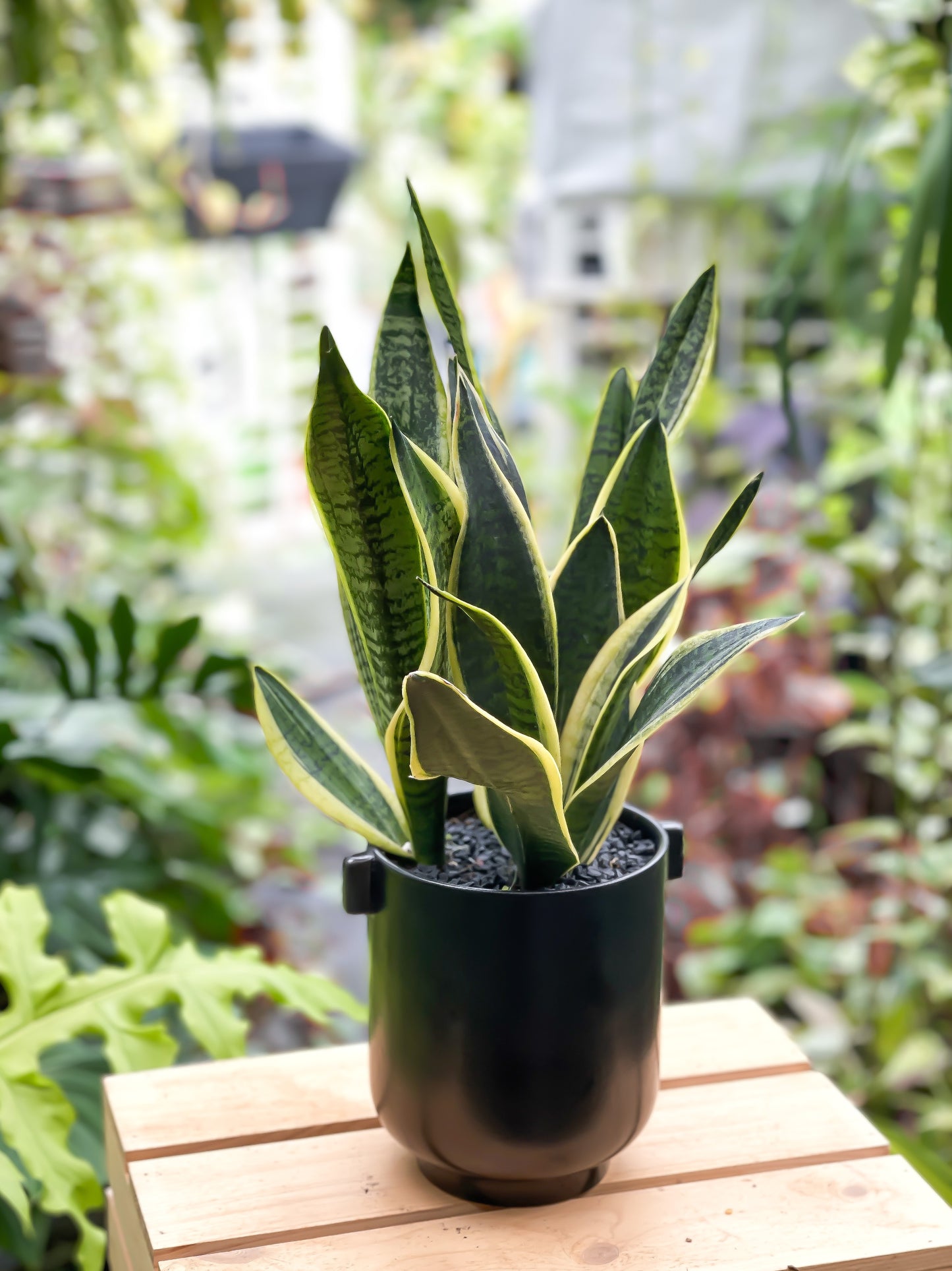 Sansevieria Superba style with White Wood Base Planter