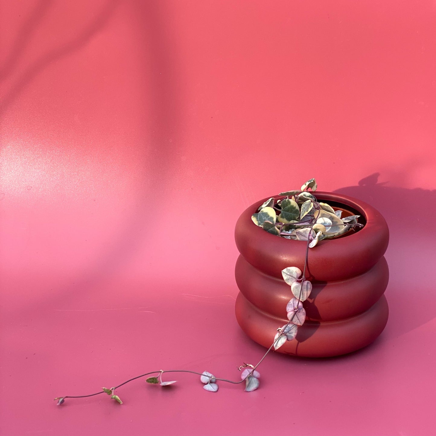 Variegated String of Hearts paired with Burgundy Wheeler Planter