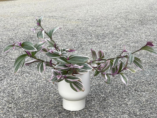 Tradescantia Nanouk with White U Planter