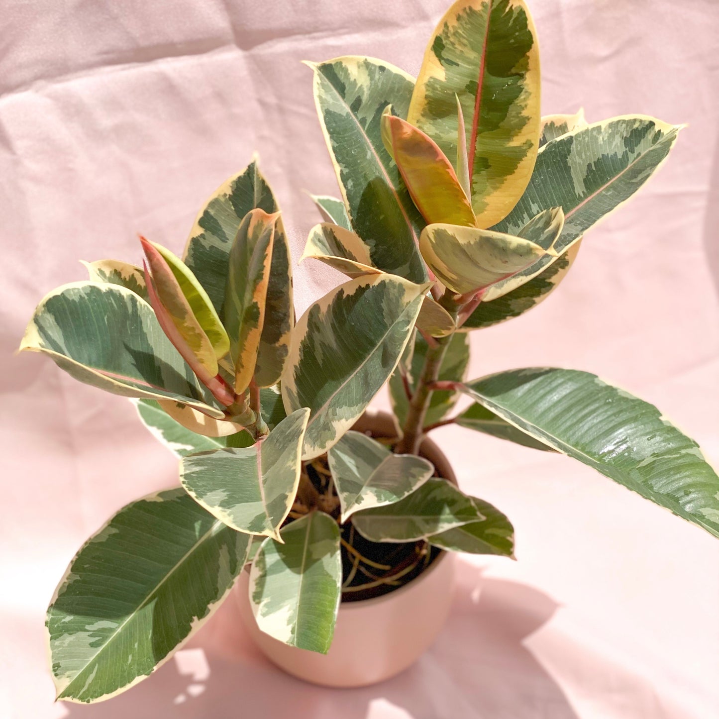 Ficus Elastica Ruby styled in Pink U Planter