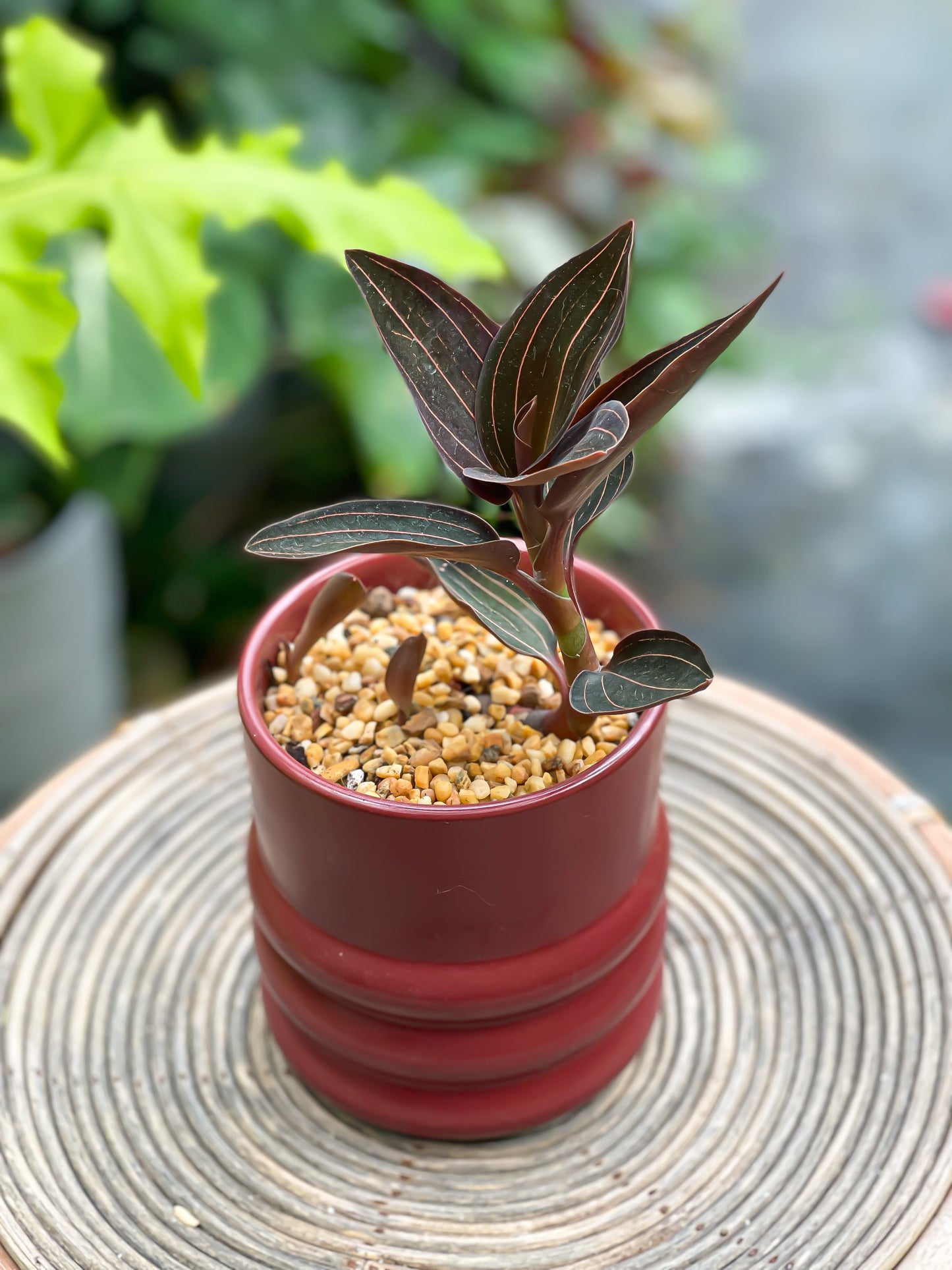 Ludisia Discolor Jewel Orchid styled with Burgundy Tin Planter