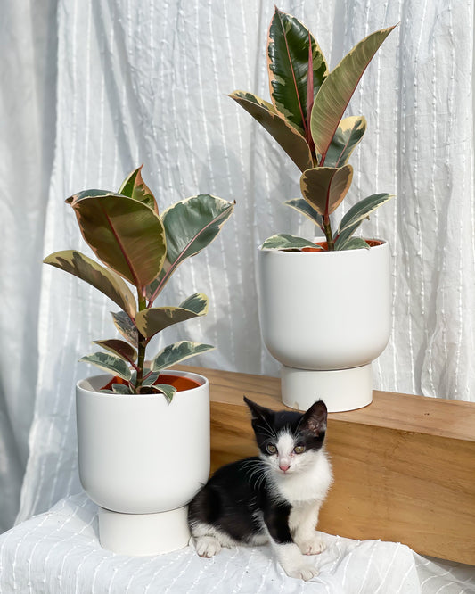 Ficus Elastica  styled in White U Planter