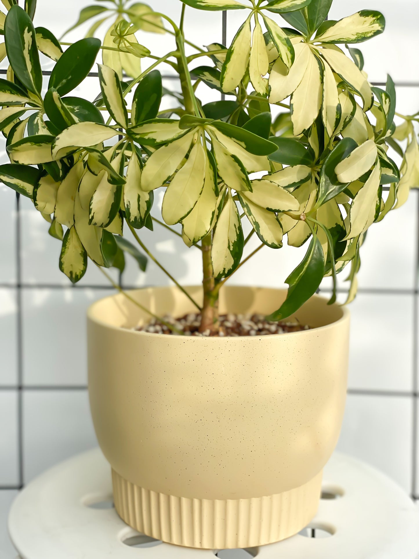 Dwarf Umbrella Tree Variegata styled with Yellow Luna Planter