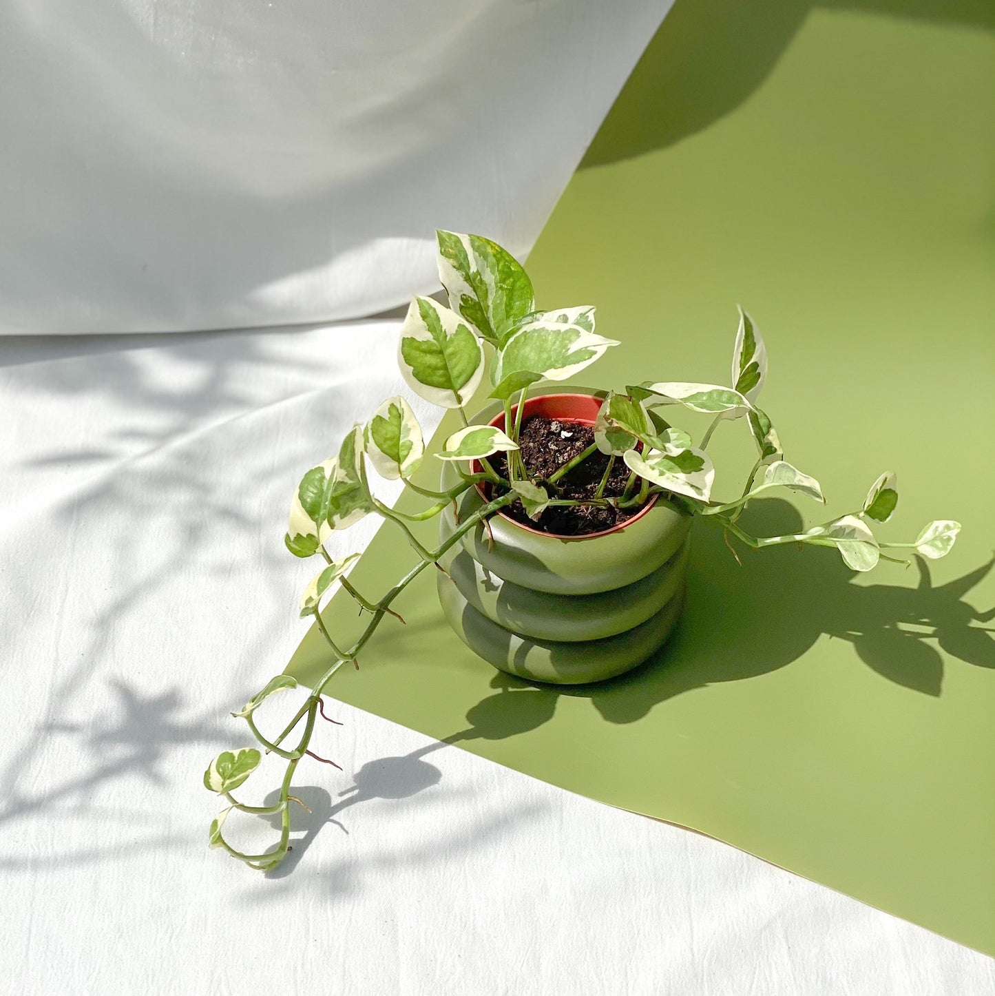 Njoy Pothos styled in Juniper Wheeler Planter