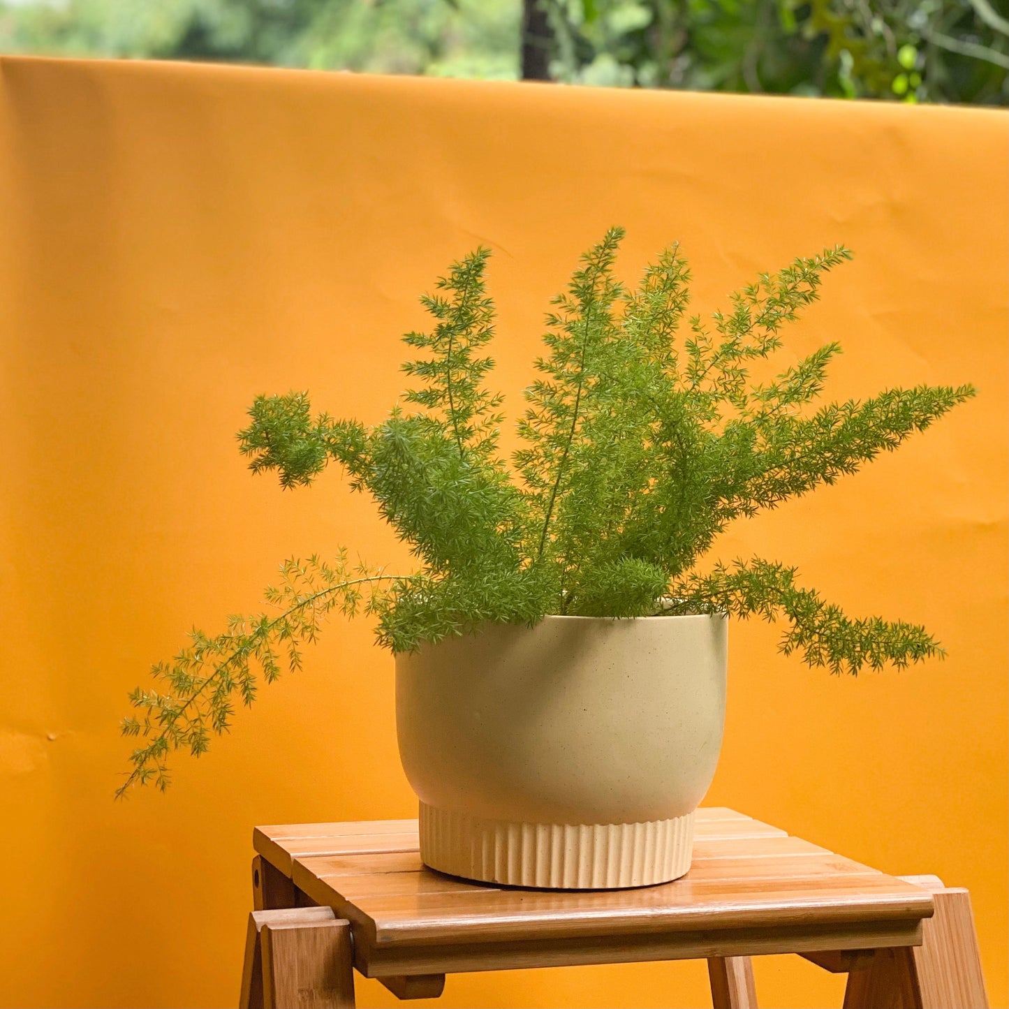 Foxtail Fern styled with Luna Planter