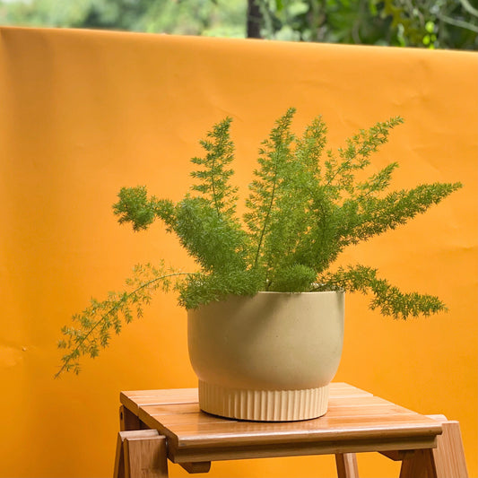 Foxtail Fern styled with Luna Planter