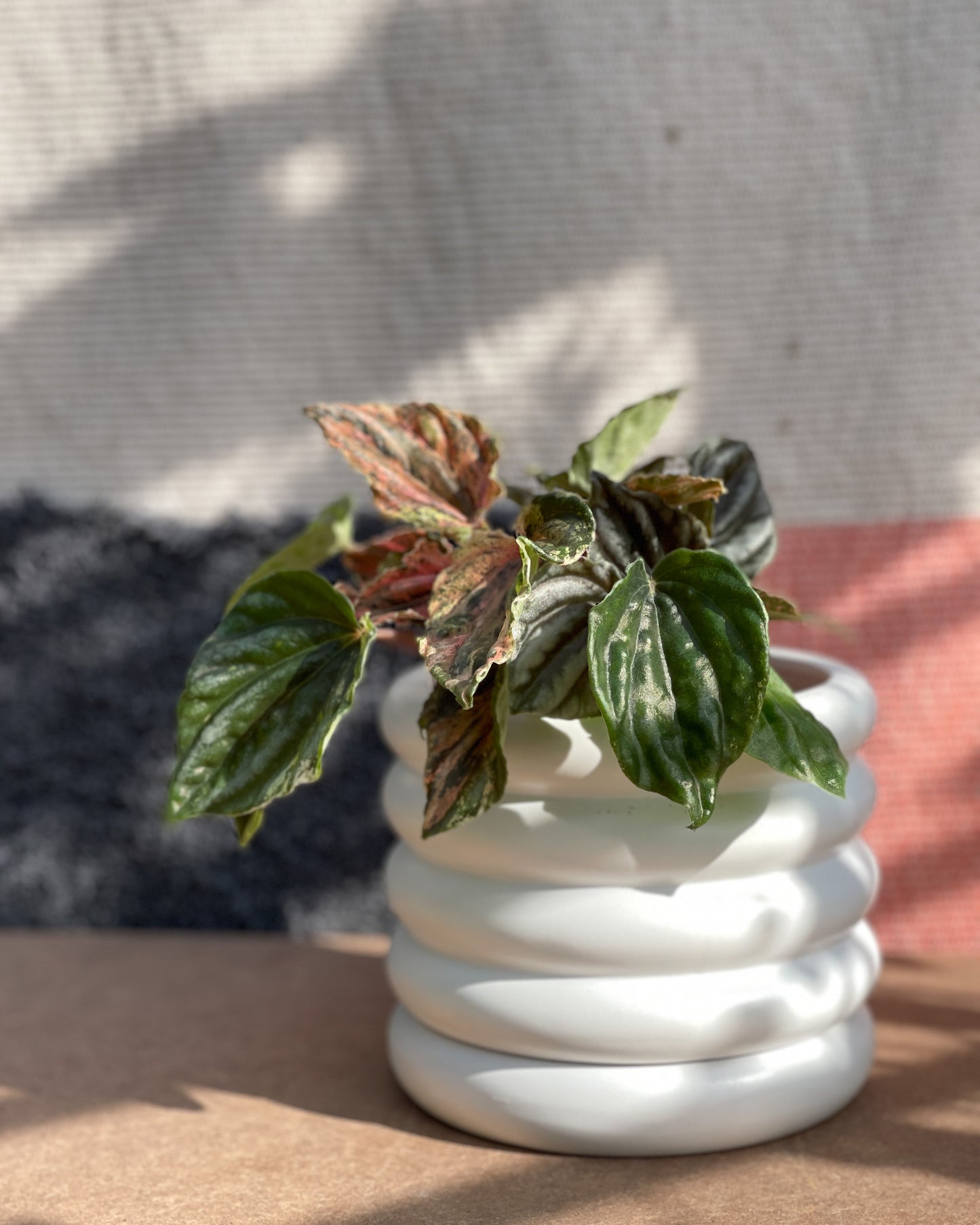 Peperomia Marmorata Pink Lady styled with Michelin Planter