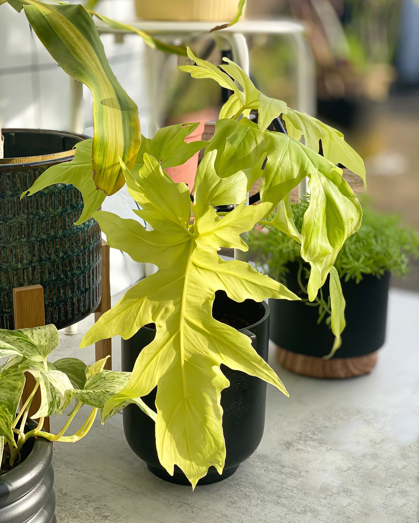 Philodendron Selloum Gold styled with Black Midi Planter