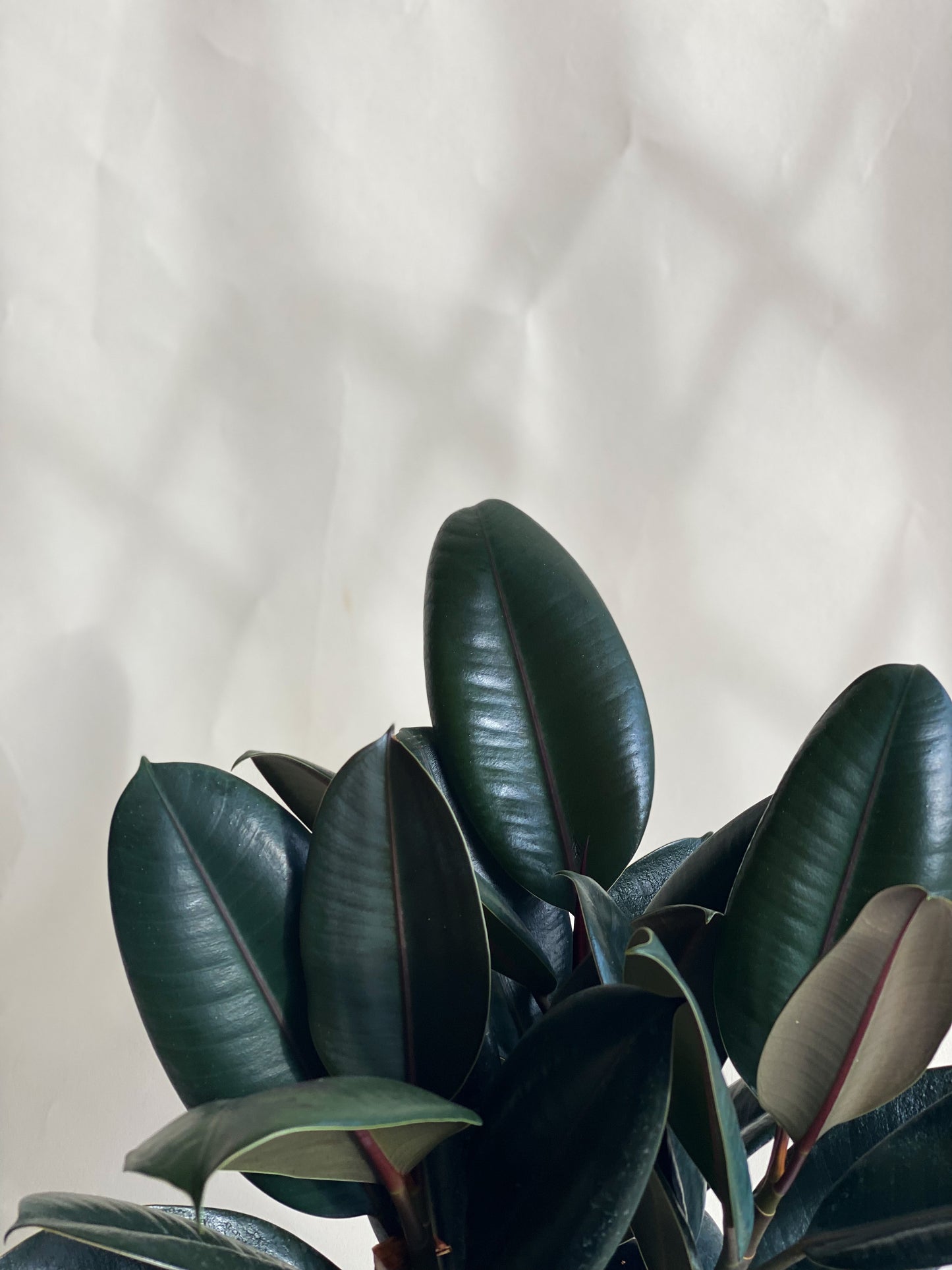 Rubber Plant styled with Black Luna Planter