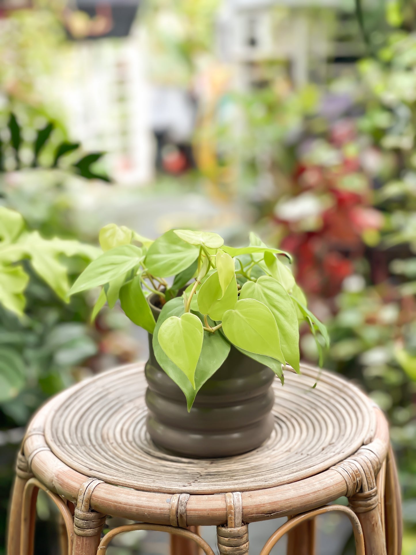 Philodendron Lemon Lime styled with Tin Planter