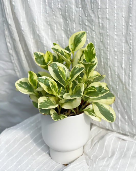 Peperomia Obtusifolia Variegata styled with White U Planter