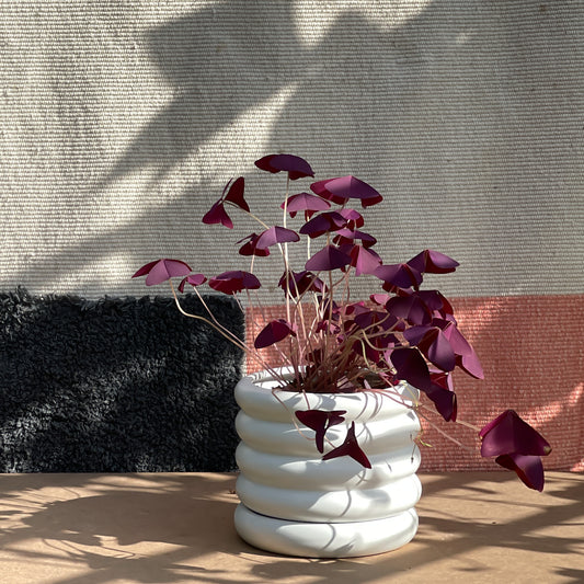 Oxalis Triangularis with White Wheeler