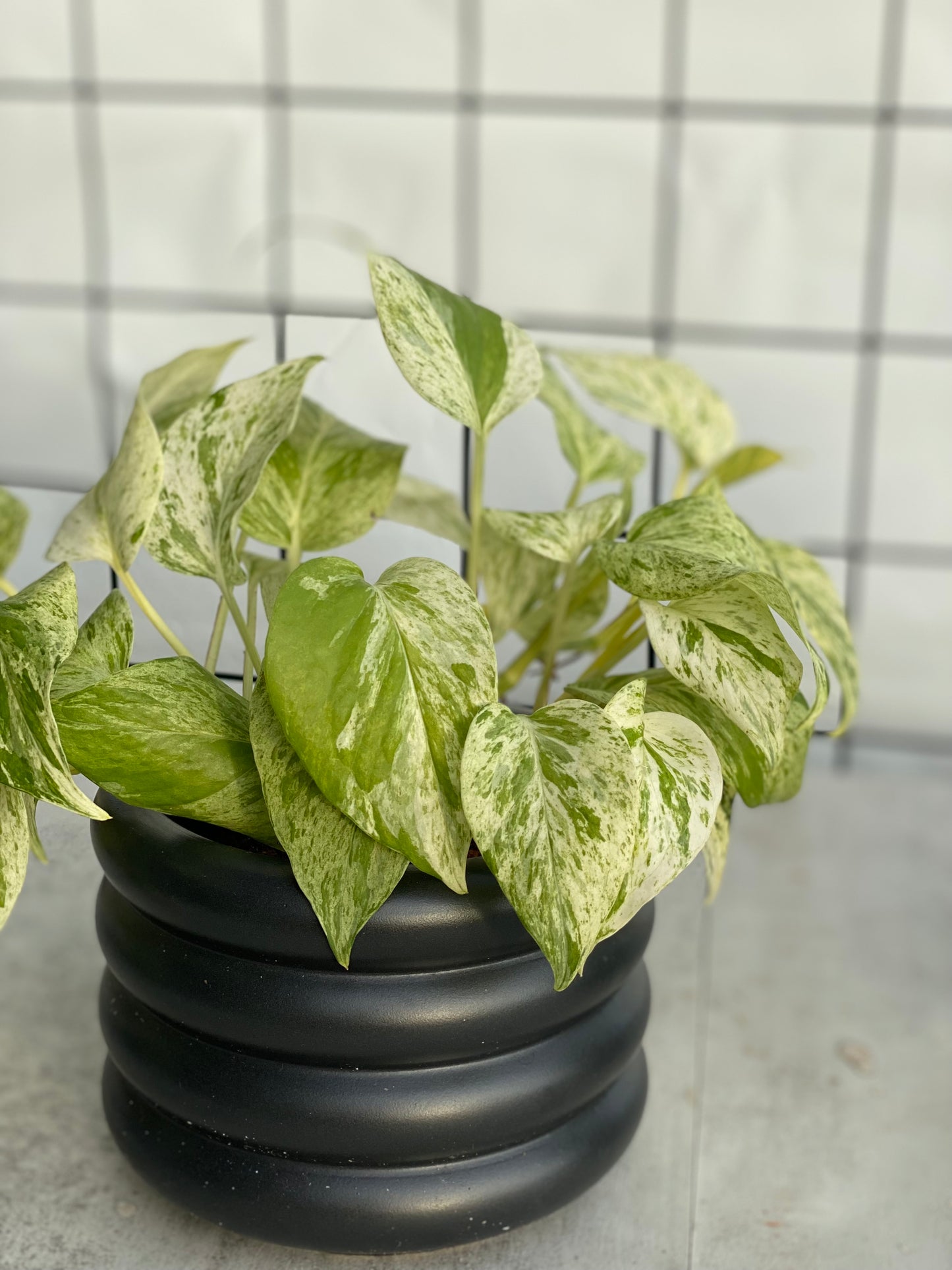 Marble Queen Pothos styled in Black Michelin Planter