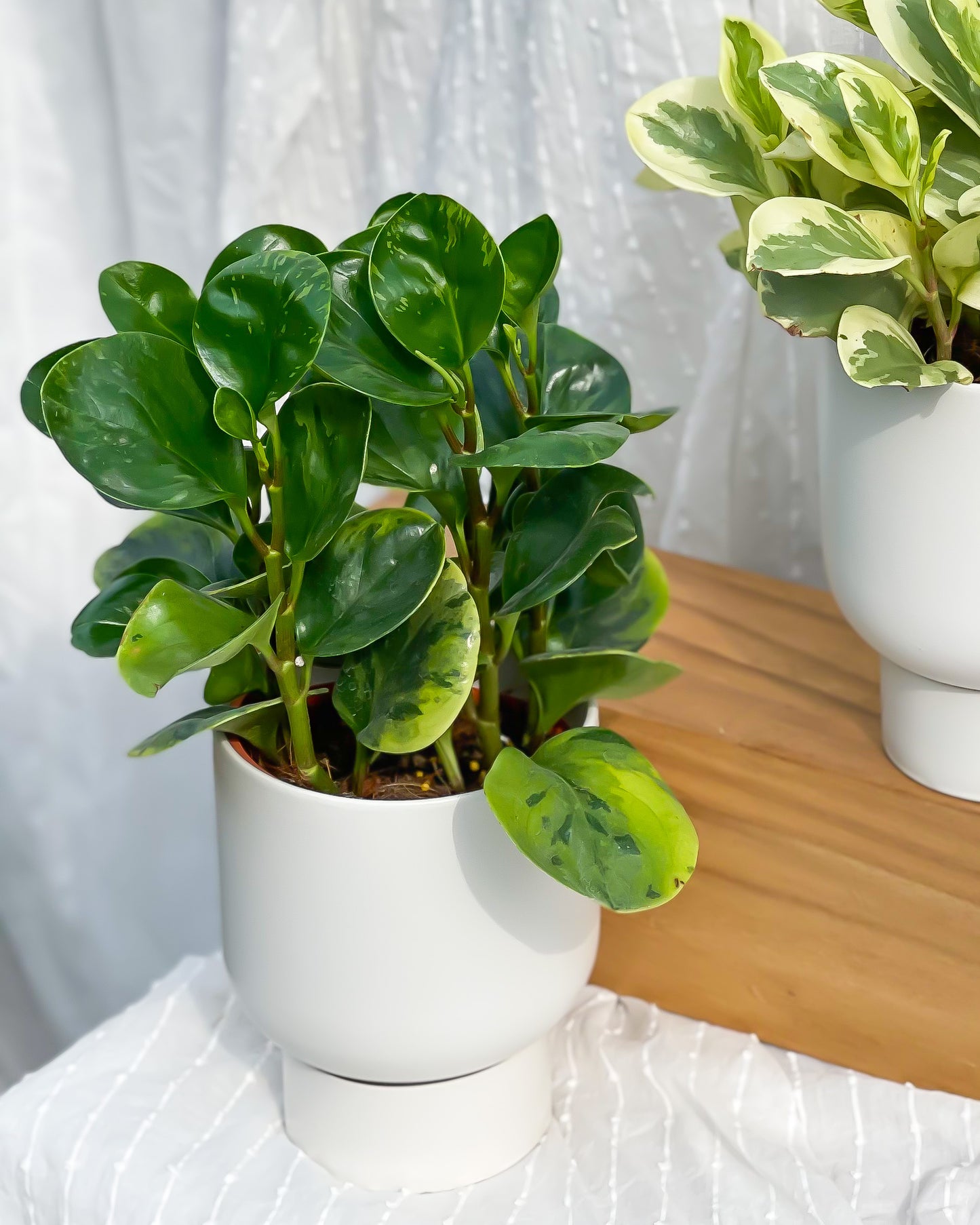 Peperomia Obstusifolia Marble styled with White U Planter