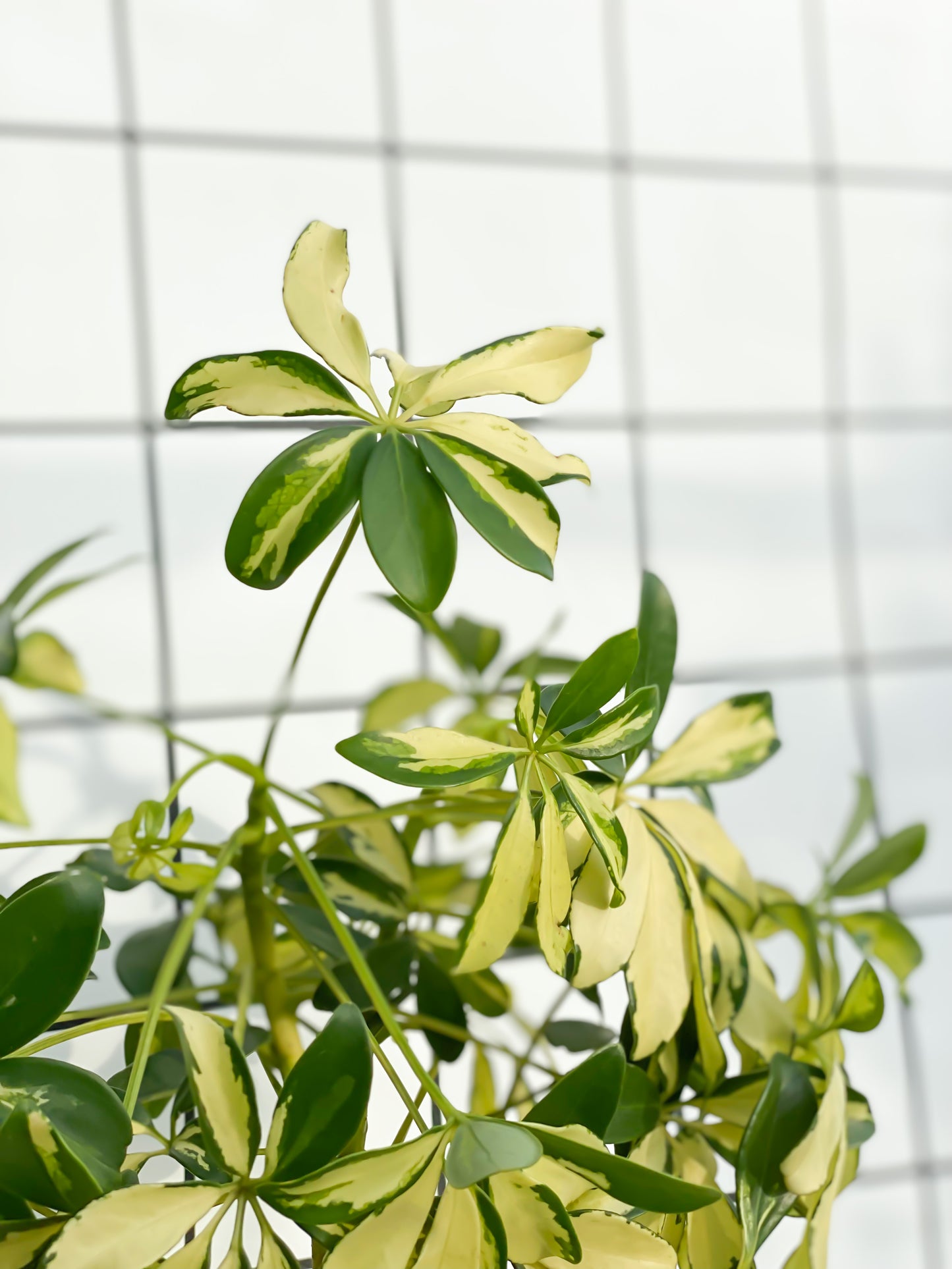 Dwarf Umbrella Tree Variegata styled with Yellow Luna Planter