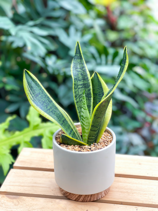 Sansevieria Superba style with Wood Base Planter