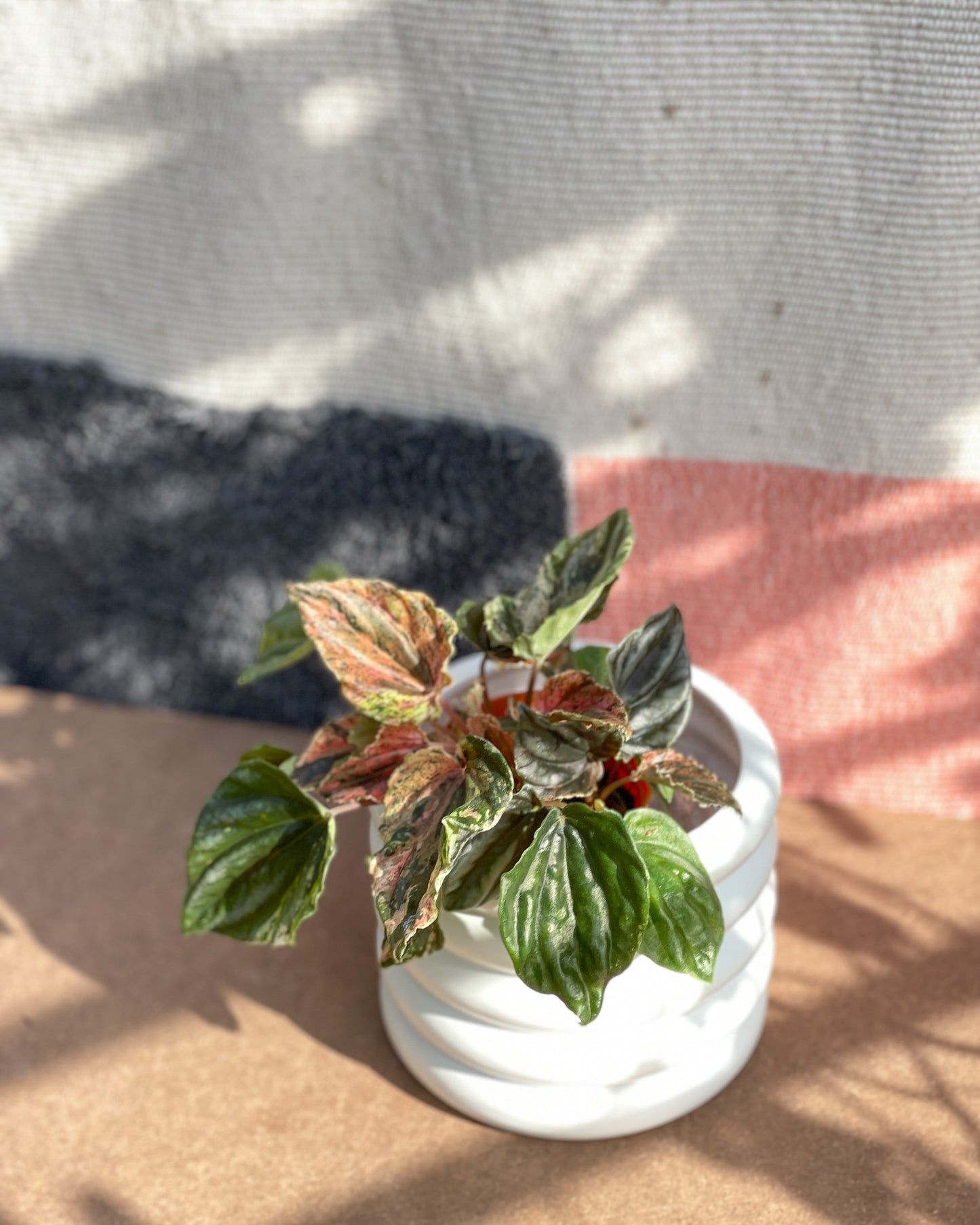 Peperomia Marmorata Pink Lady styled with Michelin Planter