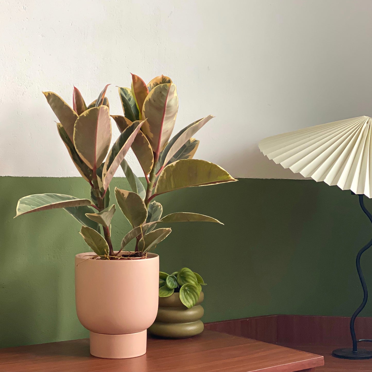 Ficus Elastica Ruby styled in Pink U Planter