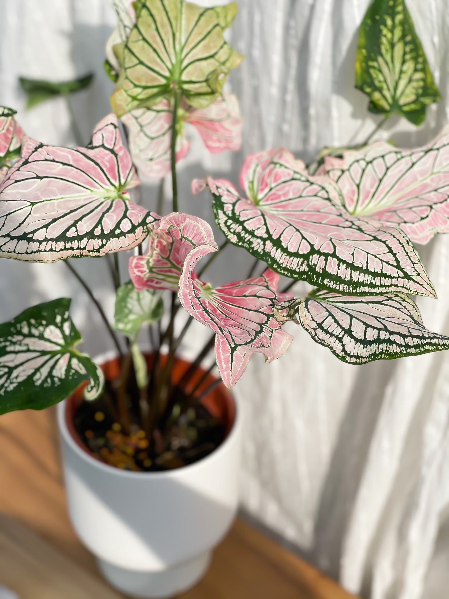 Caladium ‘Thai Beauty’ with White U Planter